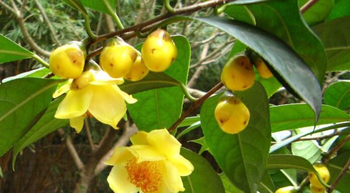 The Golden Shower Tree: Unveiling the Significance and Secrets of this ‘Wealthy’ Tree