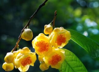 Is It Worth Planting Golden Shower Trees in Front of Your House? Check Your Luck if You Are Among These Two Zodiacs.