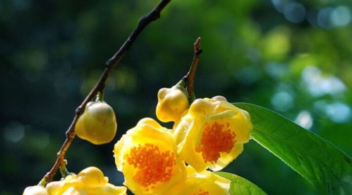 Is It Worth Planting Golden Shower Trees in Front of Your House? Check Your Luck if You Are Among These Two Zodiacs.