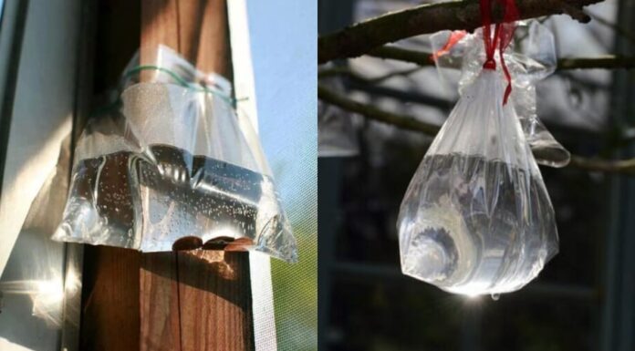 The Ultimate Summer Hack: Hanging Water Bags at Your Doorstep for a Refreshing Experience
