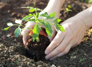 7 Deadly Tomato Growing Mistakes You Need to Avoid for a Bountiful Harvest