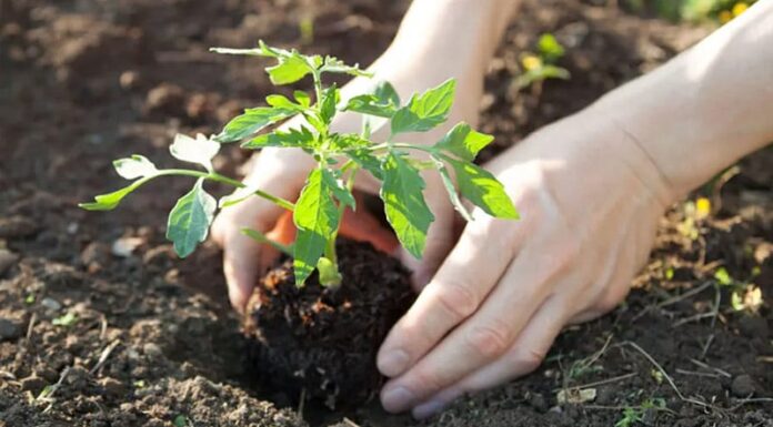 7 Deadly Tomato Growing Mistakes You Need to Avoid for a Bountiful Harvest