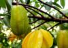 “Attract Wealth with the Carambola Tree: A Golden Opportunity for Prosperity”