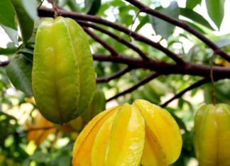 “Attract Wealth with the Carambola Tree: A Golden Opportunity for Prosperity”