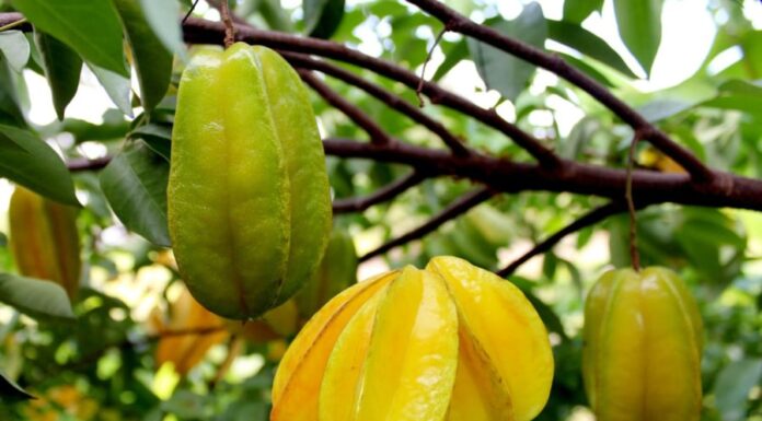 “Attract Wealth with the Carambola Tree: A Golden Opportunity for Prosperity”