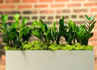 “The Money Tree: 3 Taboos to Avoid for a Thriving Plant and Year-Round Prosperity”