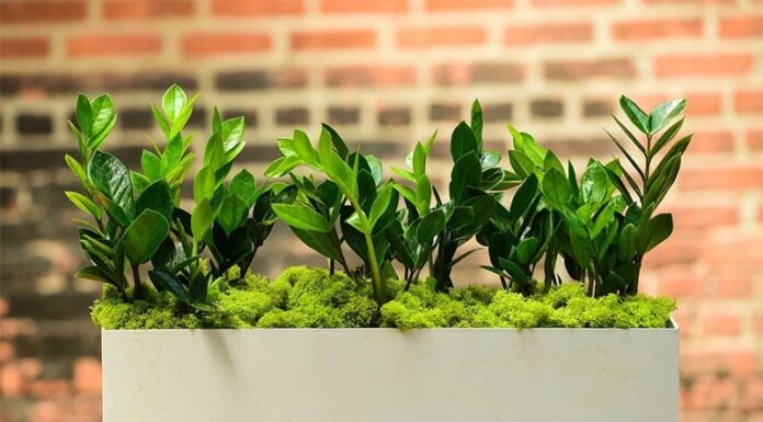 “The Money Tree: 3 Taboos to Avoid for a Thriving Plant and Year-Round Prosperity”