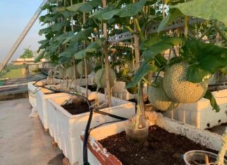 “The Ultimate Guide to Growing Melons in Containers: Achieve Abundant and Speedy Harvests”