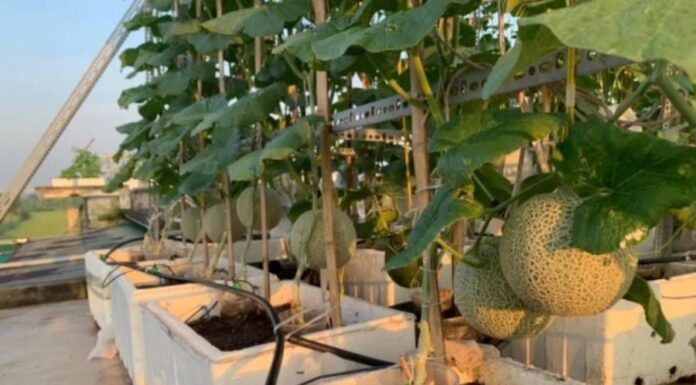 “The Ultimate Guide to Growing Melons in Containers: Achieve Abundant and Speedy Harvests”