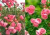The Ultimate Guide to Prolonging Rose Blooms: 5 Secrets to a Vibrant, Long-Lasting Display