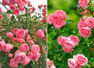 The Secret to a Blooming Rose Garden: 5 Tips for Abundant and Long-Lasting Blooms