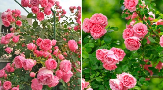 The Secret to a Blooming Rose Garden: 5 Tips for Abundant and Long-Lasting Blooms