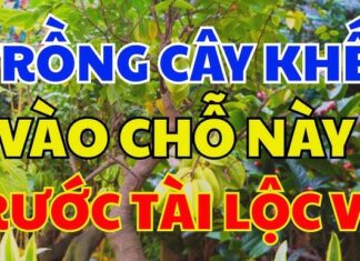 The Ultimate Fig Tree Spot: Plant Just 1 Tree Here for a Lifetime of Abundance and Prosperity