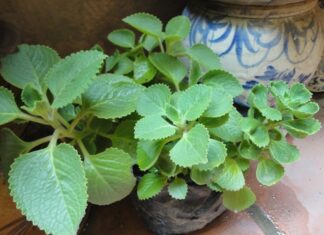 The Ultimate Guide to Super-Fast-Growing Vegetables: A Month’s Worth of Meals in One Easy Planting