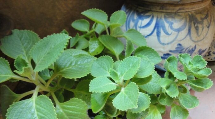 The Ultimate Guide to Super-Fast-Growing Vegetables: Save Time and Money with this Miracle Crop