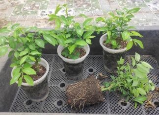 The Ultimate Guide to Super Veggies: Unlocking the Secrets of Nature’s Green Bounty