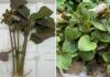 Grow Perilla at Home Easily: Stick the Cutting in the Soil and Enjoy Fresh Greens All Year Round
