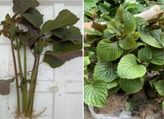 Grow Perilla at Home Easily: Stick the Cutting in the Soil and Enjoy Fresh Greens All Year Round