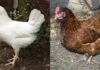 Are White Chicken Eggs More Nutritious Than Brown Ones?