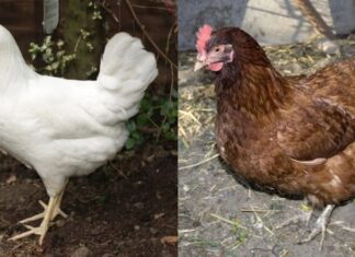 Are White Chicken Eggs More Nutritious Than Brown Ones?