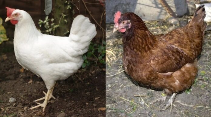 Are White Chicken Eggs More Nutritious Than Brown Ones?