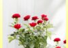 “Two Spices That Roses Love: Tips for a Vibrant Bloom All Year Round”
