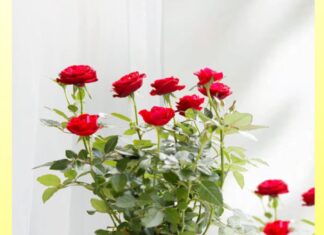 “Two Spices That Roses Love: Tips for a Vibrant Bloom All Year Round”
