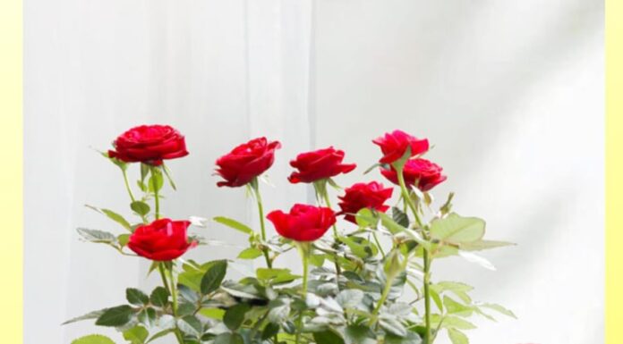 “Two Spices That Roses Love: Tips for a Vibrant Bloom All Year Round”
