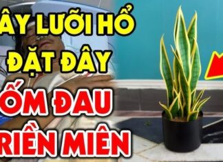 Wealth-Attracting Money Plant: The 3-Year-Old Tiger Tongue