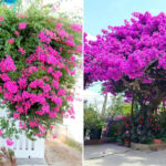 The Ultimate Spot to Plant Bougainvillea for Prosperity and Abundance