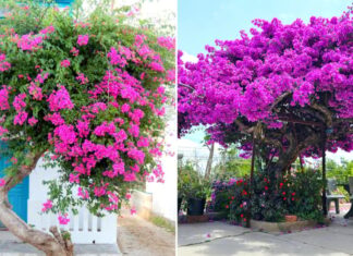 The Ultimate Spot to Plant Bougainvillea for Prosperity and Abundance