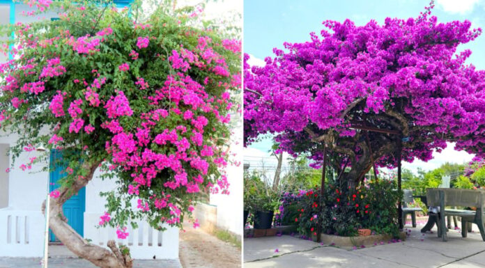 The Ultimate Spot to Plant Bougainvillea for Prosperity and Abundance