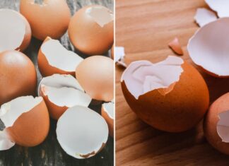 Don’t Toss That Eggshell: 4 Fantastic Reasons to Keep Them Around
