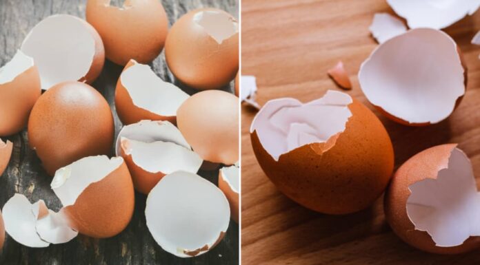 Don’t Toss That Eggshell: 4 Fantastic Reasons to Keep Them Around