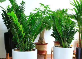 Is the Money Tree Bad Luck for These Two Zodiac Signs? Planting It Might Cause a Persistent Poverty, Washing Away All Your Wealth.
