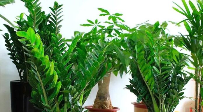 Is the Money Tree Bad Luck for These Two Zodiac Signs? Planting It Might Cause a Persistent Poverty, Washing Away All Your Wealth.