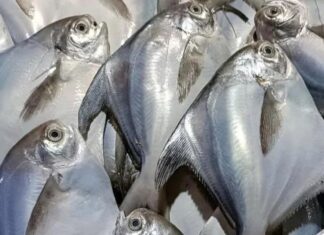 4 Wild-Caught Fish That Are Worth the Splurge: A Foodie’s Guide to the Ultimate Seafood Experience