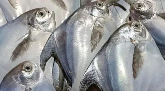 4 Wild-Caught Fish That Are Worth the Splurge: A Foodie’s Guide to the Ultimate Seafood Experience