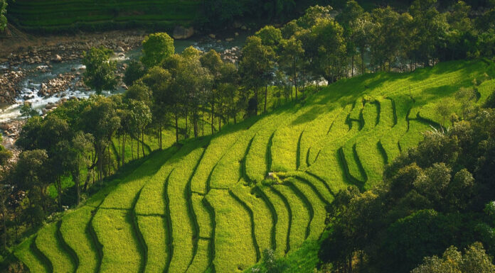 The Golden Harvest: A Captivating Spectacle at Ý Linh Hồ