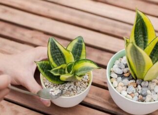 The Ultimate Guide to Low-Maintenance Luck Plants for a Vibrant Balcony Display