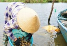 “Nature’s Gift from the Mud”: Unveiling the Ultimate Delicacy, a True “Black Gold” Sensation