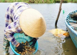 “Nature’s Gift from the Mud”: Unveiling the Ultimate Delicacy, a True “Black Gold” Sensation