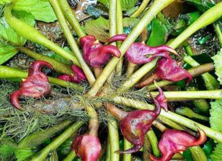 The Unsung Hero: A Wild Plant’s Journey from Mud to Culinary Delight.