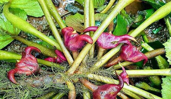 The Unsung Hero: A Wild Plant’s Journey from Mud to Culinary Delight.