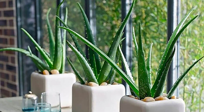 The 5 Best Houseplants to Keep Your Home Cool and Airy This Summer