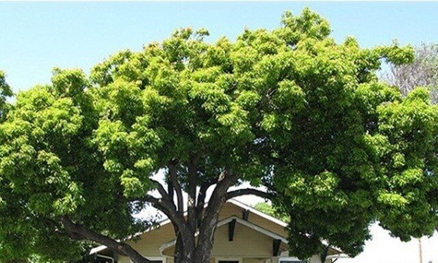 Why Do People Say Planting Trees in Front of Your House is Harmful? Is It Still True Today?