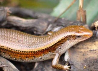 The Unwanted Pest Turned Delicacy: An Giang’s Famous Frog Legs Fetch a Hefty Price at 350,000 VND per kg.