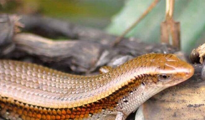 The Unwanted Pest Turned Delicacy: An Giang’s Famous Frog Legs Fetch a Hefty Price at 350,000 VND per kg.