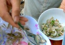 “A Delicacy Exclusive to Son La: The ‘Dancing’ Specialty in Your Mouth, a Unique Treat for Honored Guests”