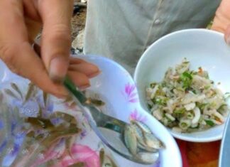 “A Delicacy Exclusive to Son La: The ‘Dancing’ Specialty in Your Mouth, a Unique Treat for Honored Guests”